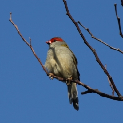 Neochmia temporalis (Red-browed Finch) at Beecroft Peninsula, NSW - 23 Apr 2011 by HarveyPerkins