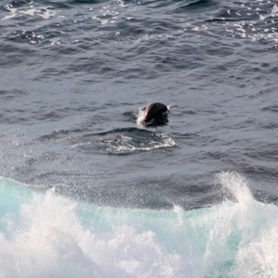 Unidentified Shark / Ray at Merimbula, NSW - 29 Apr 2018 by RossMannell