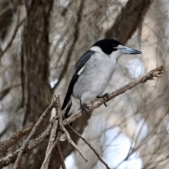 Cracticus torquatus (Grey Butcherbird) at Merimbula, NSW - 29 Apr 2018 by RossMannell