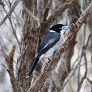 Cracticus torquatus at Merimbula, NSW - 29 Apr 2018