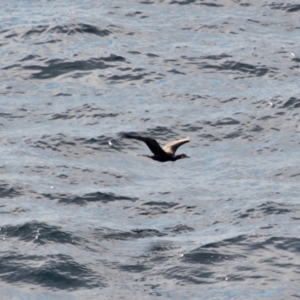 Phalacrocorax carbo at Merimbula, NSW - 29 Apr 2018 10:13 AM