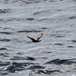 Phalacrocorax carbo at Merimbula, NSW - 29 Apr 2018 10:13 AM