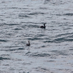 Phalacrocorax carbo at Merimbula, NSW - 29 Apr 2018 10:13 AM