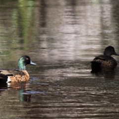 Anas castanea (Chestnut Teal) at Beecroft Peninsula, NSW - 18 Oct 2014 by HarveyPerkins