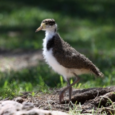 Vanellus miles (Masked Lapwing) at Currarong, NSW - 18 Oct 2014 by HarveyPerkins