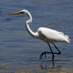 Ardea alba (Great Egret) at Abrahams Bosom Walking Track - 18 Oct 2014 by HarveyPerkins