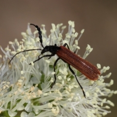 Pseudolycus sp. (genus) (Lycid-mimic oedemerid beetle) at Undefined - 17 Oct 2014 by HarveyPerkins
