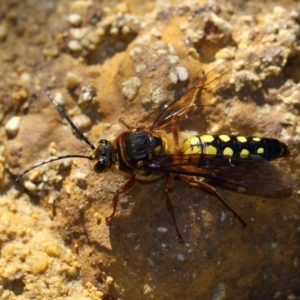 Catocheilus sp. (genus) at undefined - 18 Oct 2014 09:53 AM