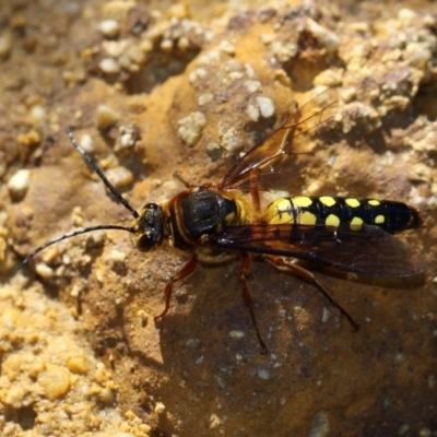 Catocheilus sp. (genus) (Smooth flower wasp) at Undefined - 17 Oct 2014 by HarveyPerkins