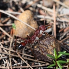 Myrmecia forficata (A Bull ant) at Currarong, NSW - 17 Oct 2014 by HarveyPerkins
