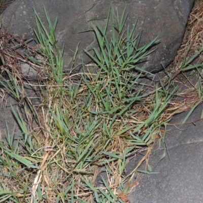Paspalum distichum (Water Couch) at Molonglo Valley, ACT - 28 Mar 2018 by MichaelBedingfield