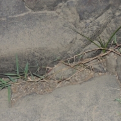 Paspalum distichum at Molonglo River Reserve - 28 Mar 2018 08:02 PM