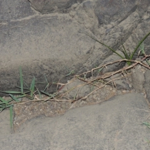 Paspalum distichum at Molonglo River Reserve - 28 Mar 2018