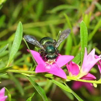 Xylocopa (Lestis) aerata (Golden-Green Carpenter Bee) at Acton, ACT - 22 Feb 2018 by TimL