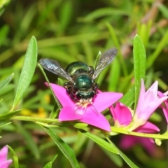 Xylocopa (Lestis) aeratus (Metallic Green Carpenter Bee) at Acton, ACT - 22 Feb 2018 by Tim L