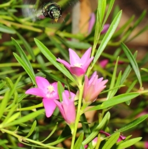 Xylocopa (Lestis) aerata at Acton, ACT - 22 Feb 2018