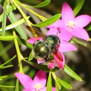 Xylocopa (Lestis) aerata at Acton, ACT - 22 Feb 2018 12:44 PM