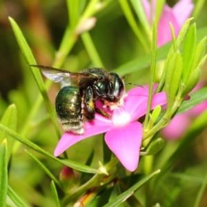 Xylocopa (Lestis) aerata at Acton, ACT - 22 Feb 2018 12:44 PM