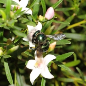 Xylocopa (Lestis) aerata at Acton, ACT - 22 Feb 2018 12:44 PM