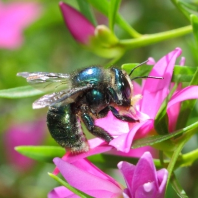 Xylocopa (Lestis) aerata (Golden-Green Carpenter Bee) at ANBG - 3 Mar 2018 by Tim L