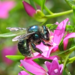 Xylocopa (Lestis) aeratus (Metallic Green Carpenter Bee) at Acton, ACT - 3 Mar 2018 by Tim L