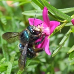 Xylocopa (Lestis) aerata at Acton, ACT - 3 Mar 2018 12:38 PM