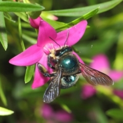 Xylocopa (Lestis) aerata at Acton, ACT - 3 Mar 2018