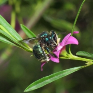 Xylocopa (Lestis) aerata at Acton, ACT - 3 Mar 2018