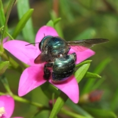 Xylocopa (Lestis) aerata at Acton, ACT - 3 Mar 2018 12:38 PM