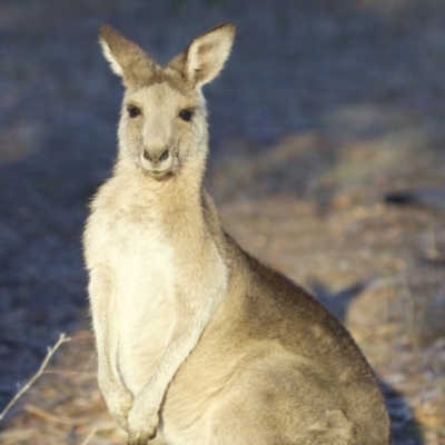 Macropus giganteus (Eastern Grey Kangaroo) at Mount Ainslie - 1 May 2018 by jbromilow50