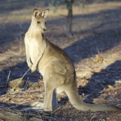 Macropus giganteus at Ainslie, ACT - 1 May 2018