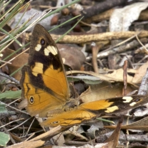 Heteronympha merope at Canberra Central, ACT - 2 May 2018
