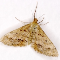 Scopula rubraria (Reddish Wave, Plantain Moth) at Ainslie, ACT - 18 Apr 2018 by jb2602