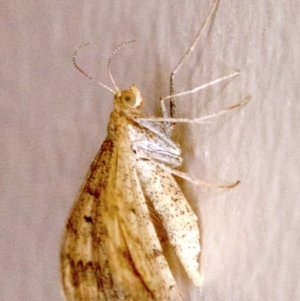 Scopula rubraria at Ainslie, ACT - 18 Apr 2018