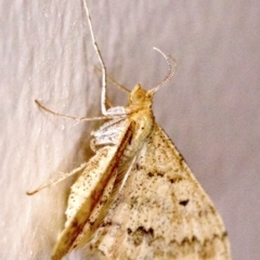 Scopula rubraria at Ainslie, ACT - 18 Apr 2018