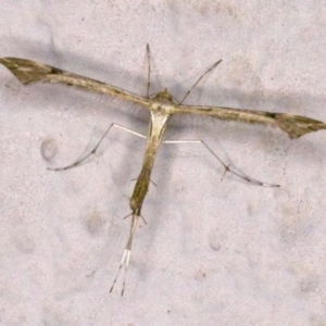 Sinpunctiptilia emissalis at Ainslie, ACT - 19 Apr 2018