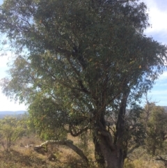 Eucalyptus dives (Broad-leaved Peppermint) at Burra, NSW - 25 Apr 2018 by alex_watt