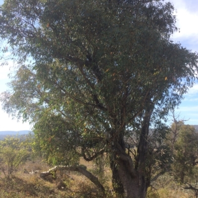 Eucalyptus dives (Broad-leaved Peppermint) at Burra, NSW - 25 Apr 2018 by alexwatt