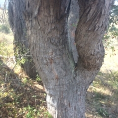 Eucalyptus dives at Googong Foreshore - 25 Apr 2018