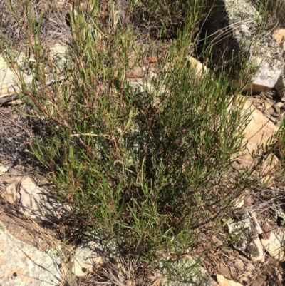 Dodonaea viscosa (Hop Bush) at Googong Foreshore - 25 Apr 2018 by alex_watt