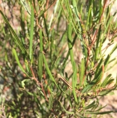 Dodonaea viscosa at Burra, NSW - 25 Apr 2018