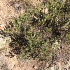 Melichrus urceolatus (Urn Heath) at Burra, NSW - 25 Apr 2018 by alex_watt