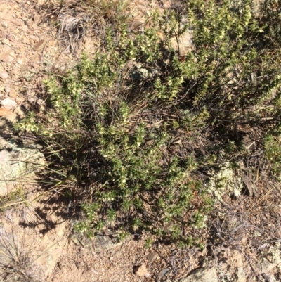 Melichrus urceolatus (Urn Heath) at Burra, NSW - 25 Apr 2018 by alexwatt