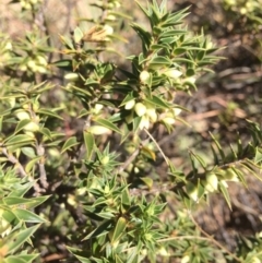 Melichrus urceolatus at Burra, NSW - 25 Apr 2018