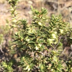 Melichrus urceolatus at Burra, NSW - 25 Apr 2018
