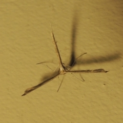 Stenoptilodes taprobanes (Plume Moth) at Conder, ACT - 28 Apr 2018 by michaelb