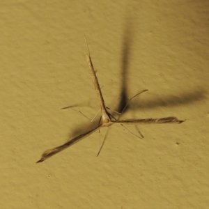 Stenoptilodes taprobanes at Conder, ACT - 28 Apr 2018