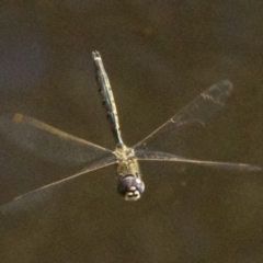 Hemicordulia tau (Tau Emerald) at Mount Majura - 3 May 2018 by jb2602