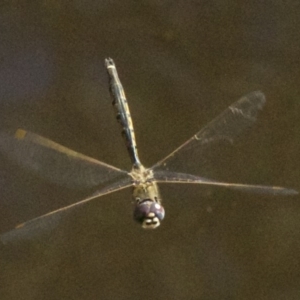 Hemicordulia tau at Canberra Central, ACT - 3 May 2018