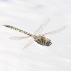 Hemicordulia tau at Canberra Central, ACT - 3 May 2018